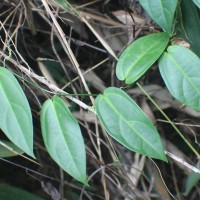 Zanonia indica subsp. indica L.